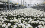 Des orchidées dans une serre, le 5 août 2025 à Houbi, dans le sud-ouest de Taïwan