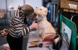 Une femme toilette son West Highland White Terrier à l'exposition canine de Birmingham, le 9 mars 2017