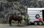 Les cheveux plus adaptés, mais plus chers que les machines pour faire le débuscage dans la forêt originelle près de Rousillon-en-Morvan, en France, le 2 novembre 2016