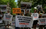 Manifestation contre la "cruauté" des calèches à cheval, le 11 août 2022 à New York