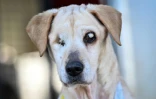 Un chien aveugle et handicapé, pensionnaire du refuge et centre de soins Suzi Handicap, le 18mars 2025 à Montreuil-au-Houlme, dans l'Orne