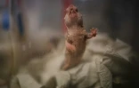 Un rat-taupe nu dans le laboratoire du biologiste russe Maxim Skoulatchev, spécialiste de la longévité à l'Université d'Etat de Moscou, le 22 janvier 2020.
