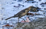Un talingo (quiscalus mexicanus) au milieu de déchets dans la mangrove de Costa del este, à Panama, le 16 mars 2022