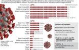 Combien de temps le coronavirus peut-il survivre?