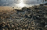Des poissons morts sur les rives des marais asséchés de Chibayich, le 5 juillet 2023 dans le sud de l'Irak