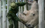 Un soigneur s'occupe de Sudan, le dernier rhinocéros blanc du Nord de sexe mâle connu, dans la réserve d'Ol Pejeta (Kenya), le 5 décembre 2016.