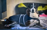 Une chienne brûlée à l'acide, aujourd'hui pensionnaire du refuge et centre de soins pour animaux handicapés Suzi Handicap, le 18 mars 2025 à Montreuil-au-Houlme, dans l'Orne