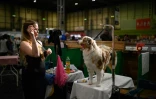 Un maître-chien toilette son berger australien en attendant d'être jugé, le 10 mars 2022, au premier jour de l'exposition canine Crufts au National Exhibition Centre de Birmingham, en Angleterre