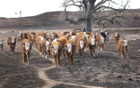 Des vaches dans un pâturage brûlé par l'incendie de Smokehouse Creek le 05 mars 2024 près de Canadian, Texas