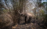Photo diffusée le 29 mars 2020 par la Thai Elephant Alliance Association d'un éléphant cherchant de la nourriture, près de Chiang Mai, en Thaïlande