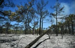 Une forêt calcinée par un incendie près de la commune de Carlencas-et-Levas, le 6 juillet 2026 dans l'Hérault