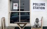 Un chien devant un bureau de vote de Londres, le 8 juin 2017