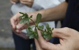 Spécialiste des plantes sauvages, Christophe de Hody propose depuis cinq ans des "balades cueillette" dans les parcs et forêts de l'Ile-de-France.