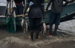 Des hommes déchargent du poisson d'une bateau dans le port de Vitshumbi, dans l'est de la République démocratique du Congo, le 3 avril 2023