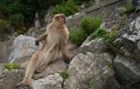Un macaque assis sur un rocher à Gibraltar, le 6 mai 2026