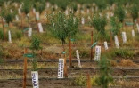 Des amandiers plantés pour remplacer des vignes abandonnées, le 13 octobre 2025 à Lodi, en Californie