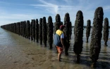 Le mytiliculteur Loïc Maine inspecte un pieu à moules dans l'exploitation Maine père & fils, au large de Bricqueville-sur-Mer, dans la Manche, le 13 septembre 2026