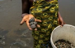 Une ostréicultrice montre sa récolte à Aberdeen Creek, le 15 avril 2026, en Sierra Leone