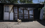 Un coq devant une cabane du principal bidonville de Bordeaux, le 21 avril 2023 en Gironde
