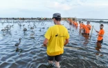 Des bénévoles encerclent dans un des étangs des salins d'Aigues-Mortes des centaines de poussins flamants roses qui doivent être bagués, le 8 août 2018 dans le Gard