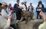 Des touristes prennent en photo un macaque à Gibraltar ,le 6 mai 2026