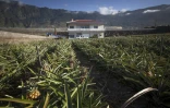 Une plantation d'ananas sur l'île espagnole d'El Hierro aux Canaries, le 14 mars 2016