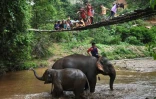 Des enfants regardent des éléphants, une mère et son petit, se baigner dans une rivière, le 4 juin 2020 à Baan Na Klang, dans la région de Chiang Mai, en Thaïlande