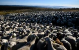 Un des plus grands troupeaux, 2.500 têtes, du Massif Central, le 27 août 2020 à Prevencheres en Lozère
