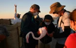 Des volontaires mettent une balise Argos sur un flamant rose pour suivre son évolution, à Aigues-Mortes, près de Montpellier, le 5 août 2020