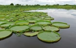 Des nénuphars géants ont prospéré dans la rivière Paraguay, le 11 février 2021 à une trentaine de kilomètres d'Asuncion