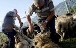 Tonte des moutons dans un enclos près de Vlora, le 12 juin 2024 en Albanie