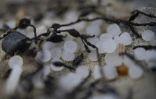 Des granules de plastique industriels, également appelés "larmes de sirène", le 15 février 2023 à Plomeur, dans l'ouest de la France