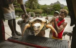 Des membres de l'ONG Local Ocean Conservation (LOC) transportent une tortue qui vient d'être hameçonnée vers le centre du LOC où elle sera soignée, le 22 mai 2025 à Watamu, au Kenya