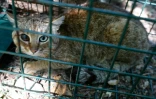 Un "chat-renard" capturé dans la forêt d'Asco