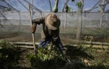 Un agriculteur travaille à la ferme agro-écologique "La Burgambilia" à Caimito, dans la province d'Artemisa, le 25 juin 2026 à Cuba