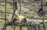 Un ours brun au Sanctuaire des ours de Pristina, le 12 février 2021 à Mramor, au Kosovo