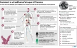 Comment le virus Ebola s'attaque à l'Homme