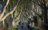 Une allée à Ballymoney en Irlande du Nord, site de tournage de "Game of Thrones", le 29 janvier 2016