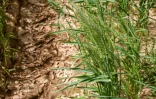 Des épis de blé cultivés en plein désert, près de Kerbala, dans le centre de l'Irak, le 10 avril 2025