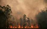 Un feu de brousse à Bobin en Australie, le 9 novembre 2019