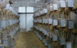 Photo non datée fournie par l'association de défense des droits des animaux One Voice montrant des clapiers dans lesquels sont élevés des lapins angoras dans un lieu inconnu