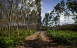 Une forêt de pins et d'eucalyptus à Marinha Grande, au Portugal, le 7 mai 2026