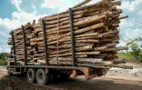 Un camion transporte des grumes sur un site défriché pour une plantation industrielle à Lahei Mangkutup, dans la régence de Kapuas du Kalimantan central, le 11 février 2026 en Indonésie