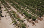 Un champ de vignes arrosées par micro-irrigation à cause de la sécheresse, à Fresno, en Californie, le 24 juillet 2021 