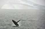 Une baleine saute hors de l'eau dans l'Antarctique le 5 mars 2016. Le Japon menace de quitter la Commission baleinière internationale, ulcéré que la CBI ait dit non au retour de la chasse.