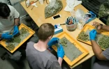 Mike Piesto (G), Joe Lewis (C) et Rodrigo Alarcon travaillent sur les plantes de marijuana à Washington DC le 20 avril 2016