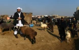 Des bergers conduisent leurs troupeaux au marché de Mazar-i-Sharif, le 28 novembre 2019 en Afghanistan