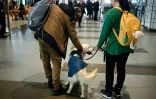 Un voyageur caresse Dino, un golden retriever conduit par sa dresseuse Vesna Kiskovska (d) à l'aéroport international de Skopje, le 29 janvier 2025 en Macédoine du Nord