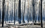 Des arbres brûlés après le passage d'un feu de brousse à Old Bar en Australie, le 10 novembre 2019