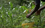 En Afrique il y a encore des millions d?hectares de terres incultes